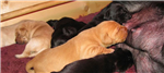 gallery thumbnail image