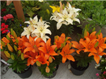 gallery thumbnail image