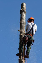 Roe Valley Tree Services Image