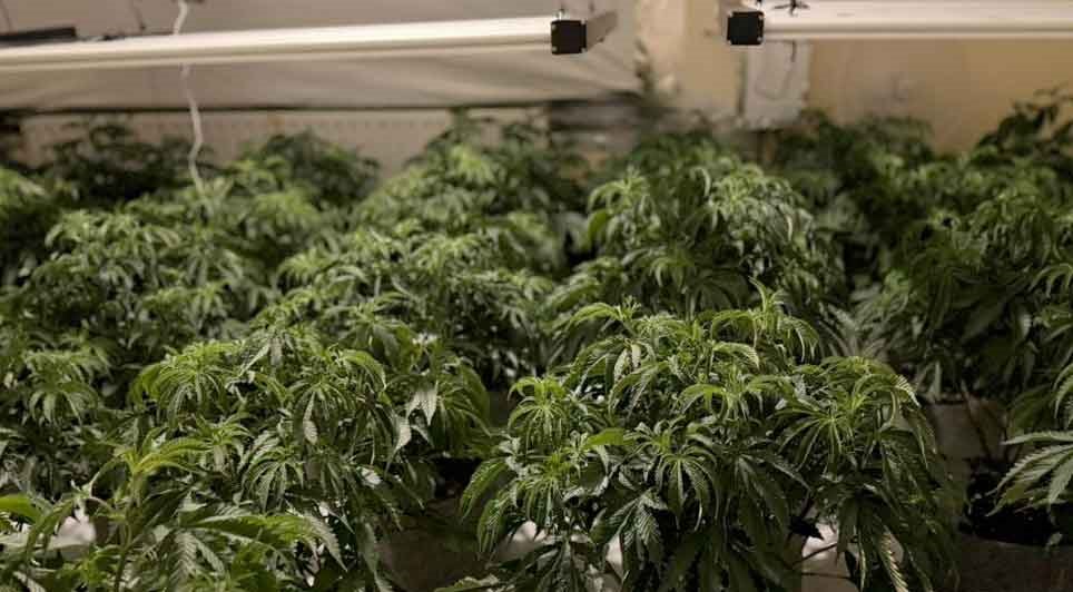 Cannabis Plants Worth An Estimated Value Of Around £83,000 Seized