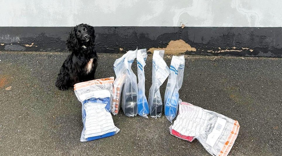 Cocker Spaniel Credited With Uncovering Cash Hidden Under Floorboards 
